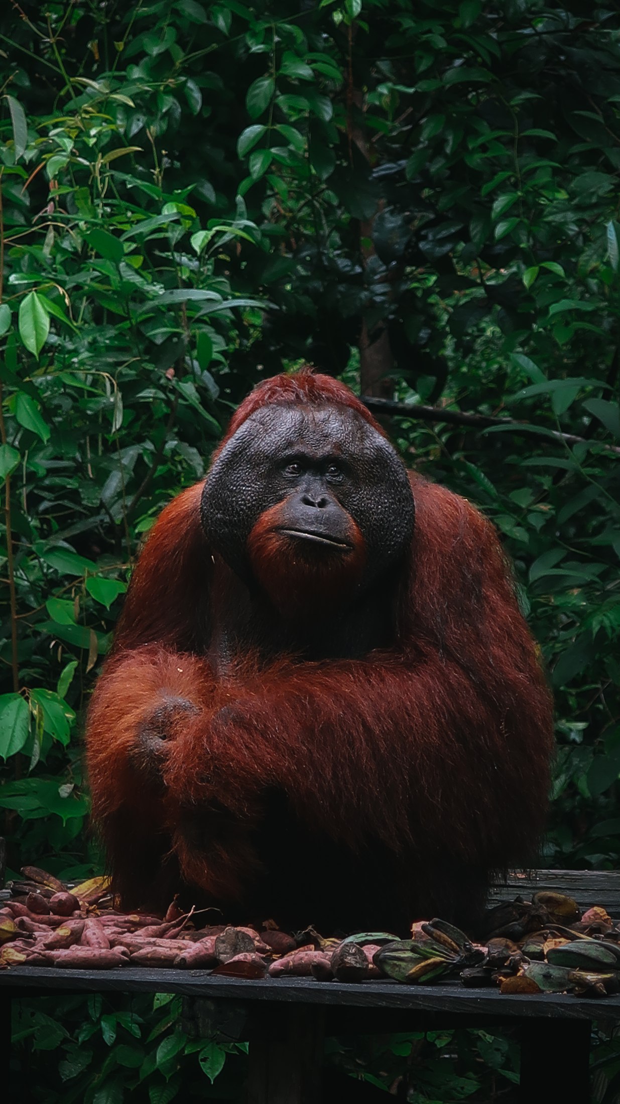 Borneo collection cover